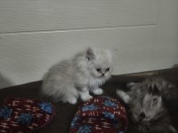 Chinchilla kediler