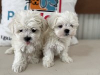Show kalite tea cup kore kan maltese yavrumuz