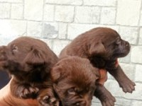 2 Aylık Cane Corso Yavrularımız