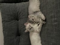 3 aylık british shorthair ve longhair yavrular