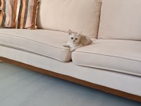 British Longhair Pamukçuk Sahiplendirilecektir