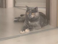 Ücretsiz sahiplendirme acil british shorthair