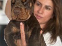 Europan üst düzey doberman yavrular