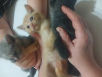 Yavru kedi siyam ile scottish kırık kulak yavruları