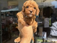 Mini toy poodle yavrular