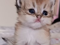 British shorthair ve longhair safkan yavrular