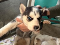 Saf kan husky yavrusu