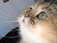 4 yaşında british shorthair dişi