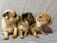 Chihuahua köpeklerimiz