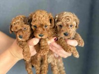 ORJİNAL RED BROWN BABY FACE TOY POODLE YAVRULAR