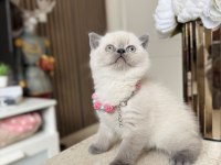 Safkan Bluepoint British Shorthair Yavrular