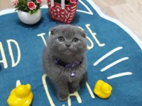 British Shorthair Scottish Fold dişi erkek yavrular