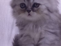 3 aylık tuvalet eğitimli persian yavru kedimiz