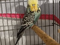 2 takım show jumbo muhabbet kuşu