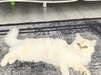 Ofislik akıllı peri kızımız luna