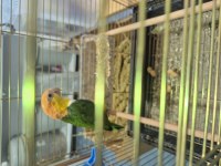 Full evcil caique