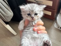 Yeni yuvasını sabırsızlık ile bekliyor kedilerimiz