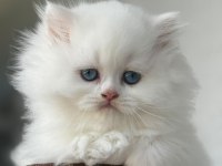Mavi gözlü british longhair