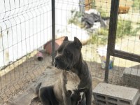 Yeni sağlam cane corso yavruları