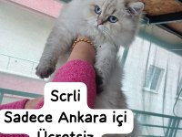 Safkan british longhair ankara içi ücretsiz
