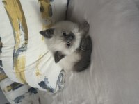British Shorthair Blue Point Yavrular