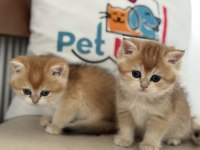 Ankaranın en güzel golden british shorthair yavruları