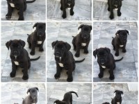 Cane corso köpeği