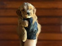 Tuvalet eğitimli Maltipoo Yavrusu