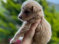 Maltipoo yavrusu