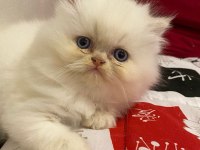 British Longhair Yavruları