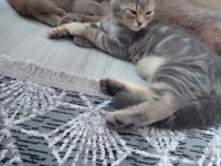 2.5 aylık british shorthair yavrular