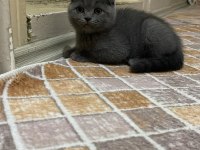 Cins Scottish Fold Yavrularım Yeni Yuvalarını Bekliyor