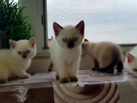 Safkan British Shorthair Anne Altından Yavrular