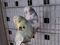 Show Jumbo Renk Güzeli Çift Muhabbet Kuşu