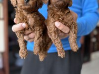 Bebek yüz Orjinal ister Kore ister toy poodle bebekler