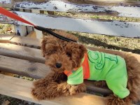 Toy poodle alex