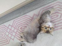 Chinchilla kedisi