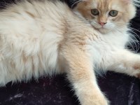 British Golden Kedimiz