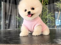 Orjinal Pomeranian Boo