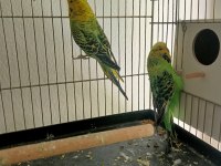 3 takım muhabbet kuşu artı bütün malzemeler
