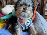 Minik prens yorkshire terrier