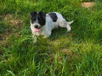 1 Yaşında Dişi Terrier Melezi