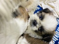 Shih tzu köpeği yavruları