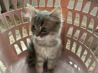 CİNS KEDİ SAHİPLENDİRME ACİL