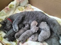 British shorthair yavrular rezerveye açıktır