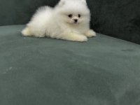 Pomeranian Boo Köpeği