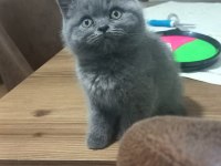 British shorthair 60 günlük yavrular sahiplendirilecektir