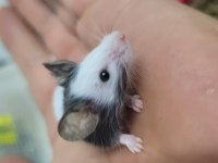 Panda mice fethiyeden tüm şehirlere