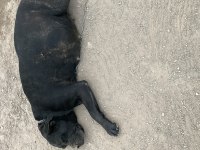 Cane corso yavruları yeni doğdu