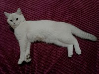 Safkan british shorthair bluepoint 6 aylık erkek